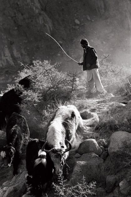Berger et ses yacks, Pakistan